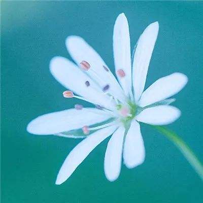 天使之光手机版(暂未上线)v1.0.0 官方安卓版