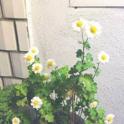 龙魂战役手游最新版(暂未上线)v1.0 安卓版